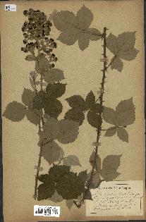 spécimen de Rubus tomentosus