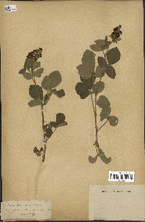 spécimen de Rubus tomentosus