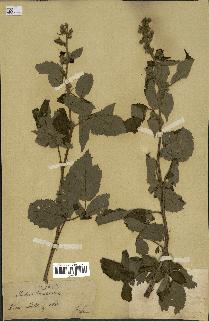 spécimen de Rubus tomentosus