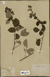 spécimen de Rubus tomentosus