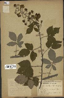 spécimen de Rubus ulmifolius