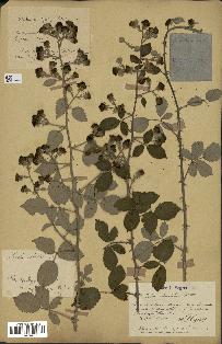 spécimen de Rubus ulmifolius