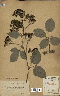 spécimen de Rubus procerus