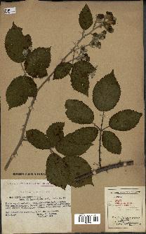 spécimen de Rubus procerus