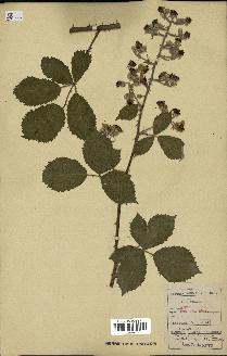 spécimen de Rubus procerus