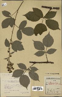 spécimen de Rubus thyrsoideus