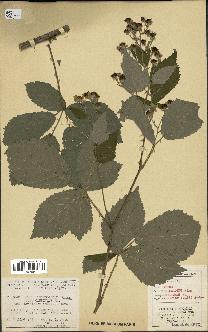 spécimen de Rubus thyrsoideus