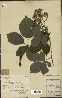 spécimen de Rubus thyrsoideus