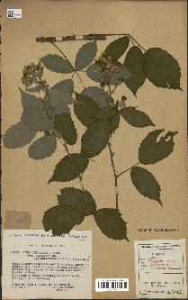 spécimen de Rubus thyrsoideus