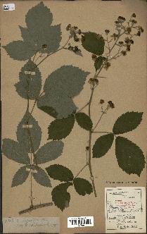 spécimen de Rubus thyrsoideus