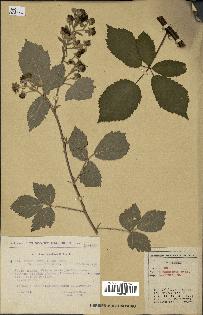 spécimen de Rubus thyrsoideus