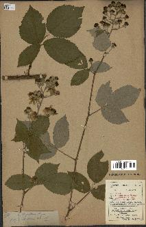 spécimen de Rubus thyrsoideus