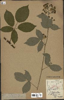 spécimen de Rubus thyrsoideus