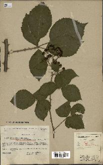 spécimen de Rubus procerus