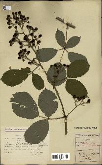 spécimen de Rubus thyrsoideus