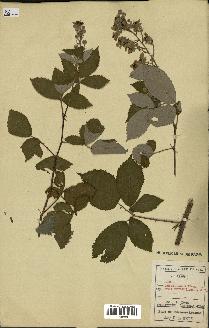 spécimen de Rubus thyrsoideus