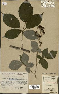 spécimen de Rubus thyrsoideus