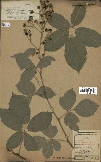 spécimen de Rubus thyrsoideus