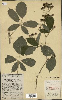 spécimen de Rubus thyrsoideus