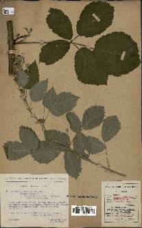 spécimen de Rubus thyrsoideus