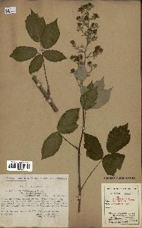 spécimen de Rubus thyrsoideus