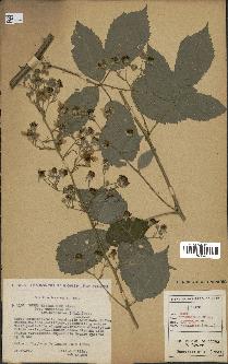 spécimen de Rubus thyrsoideus