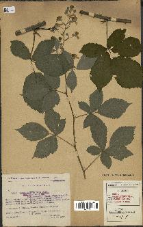 spécimen de Rubus thyrsoideus