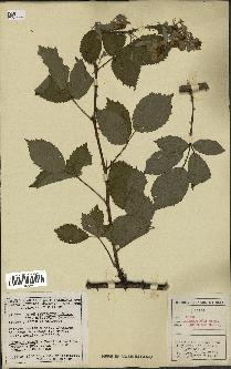 spécimen de Rubus thyrsoideus