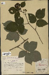 spécimen de Rubus thyrsoideus