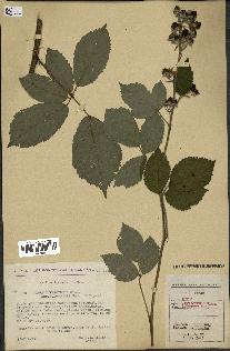 spécimen de Rubus thyrsoideus