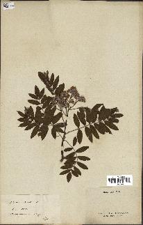 spécimen de Sorbus domestica