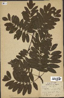 spécimen de Sorbus domestica