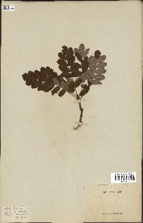 spécimen de Sorbus domestica