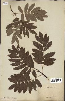 spécimen de Sorbus domestica