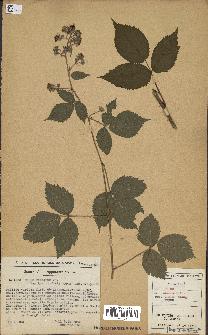 spécimen de Rubus pallidus