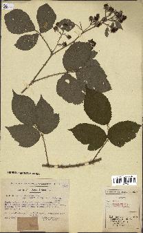 spécimen de Rubus pallidus