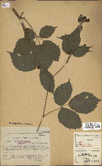 spécimen de Rubus pallidus