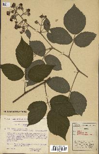 spécimen de Rubus pallidus