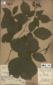 spécimen de Rubus pallidus