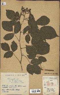 spécimen de Rubus pallidus