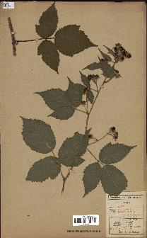 spécimen de Rubus pallidus