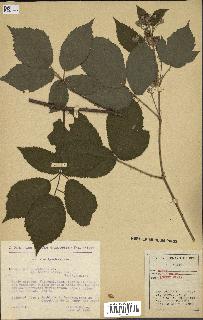 spécimen de Rubus pallidus