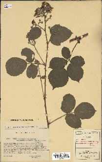 spécimen de Rubus polyanthemus