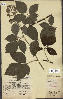 spécimen de Rubus podophyllos