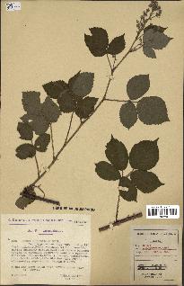 spécimen de Rubus podophyllos