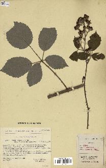 spécimen de Rubus pubescens