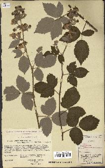 spécimen de Rubus pubescens