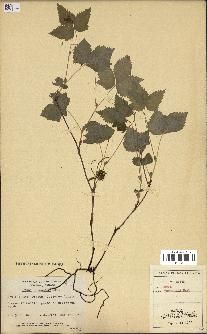 spécimen de Rubus pubescens