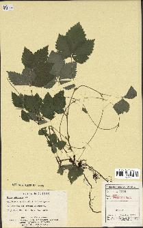 spécimen de Rubus pubescens