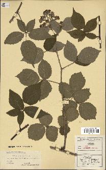 spécimen de Rubus pannosus
